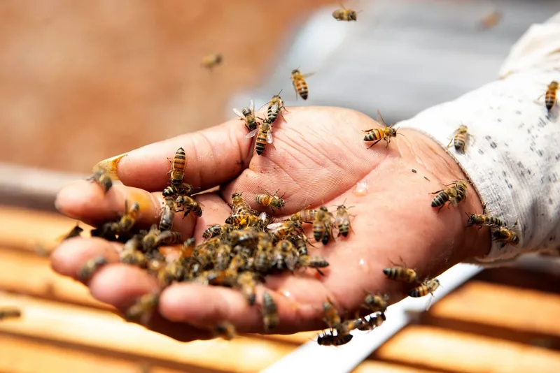 Bees resting on a person's hand